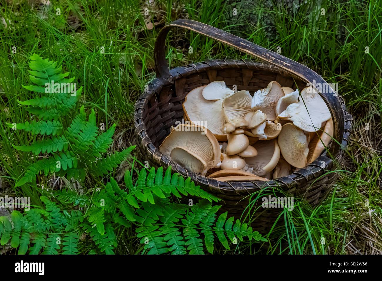 Oyster Mushroom, Pleurotus ostreatus, wächst auf totem Bigtooth Aspen Baum im Mecosta County, Michigan, USA Stockfoto