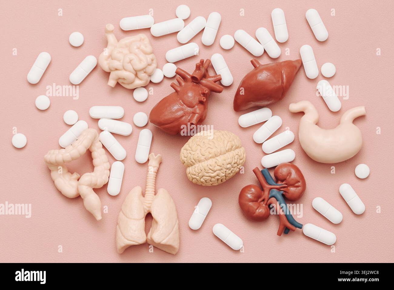 Menschliche Organmodelle umgeben von Arzneimitteltabletten. Medizinische Ausbildung Hintergrund zur Darstellung von Anatomie Gesundheitswissenschaft und Biologie Konzepte. Stockfoto