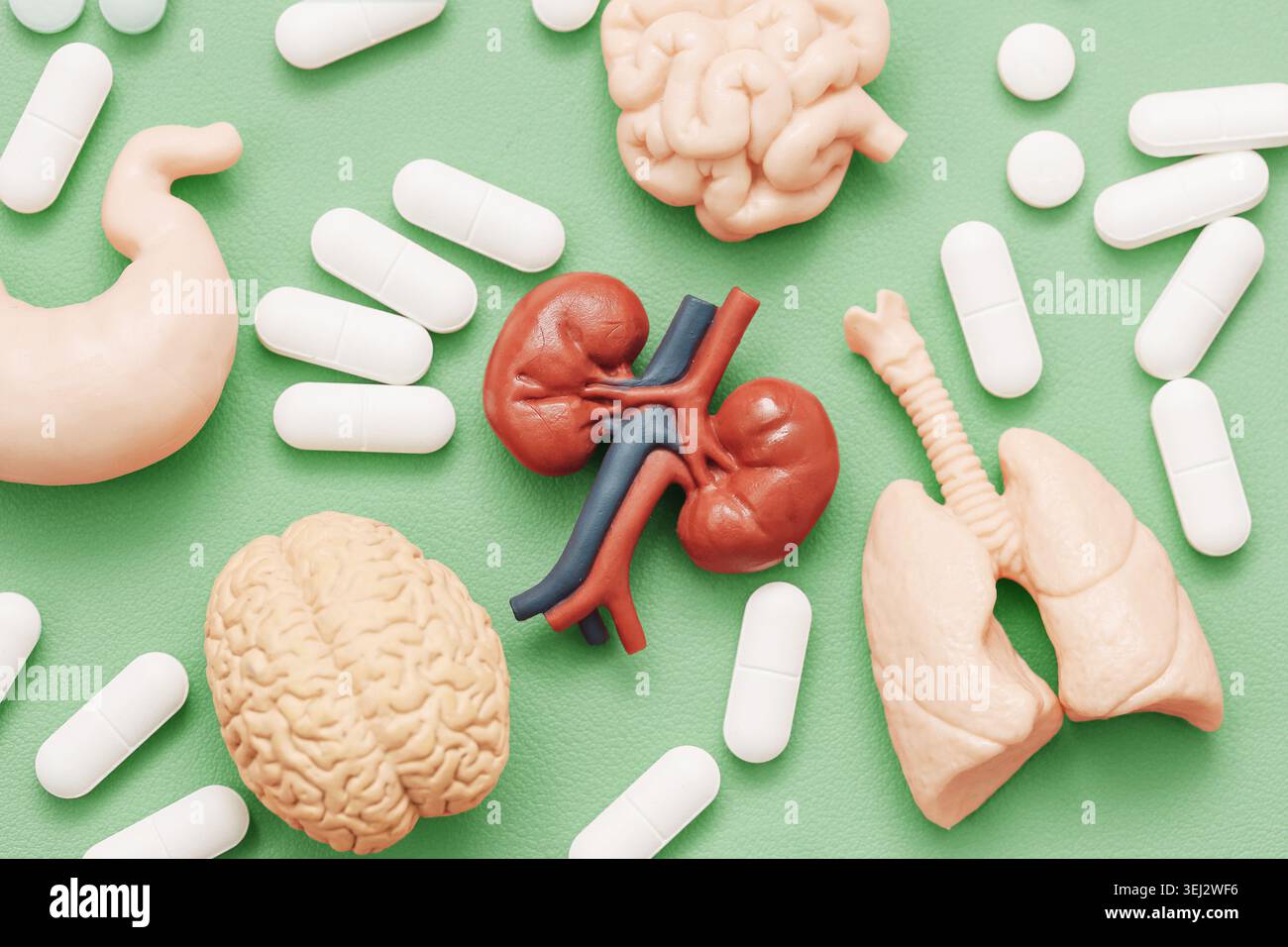 Menschliche Organmodelle mit Arzneimitteltabletten auf grünem Hintergrund. Medizinische Anatomie Ausbildung Hintergrund für Gesundheitstraining und Biologieunterricht. Stockfoto