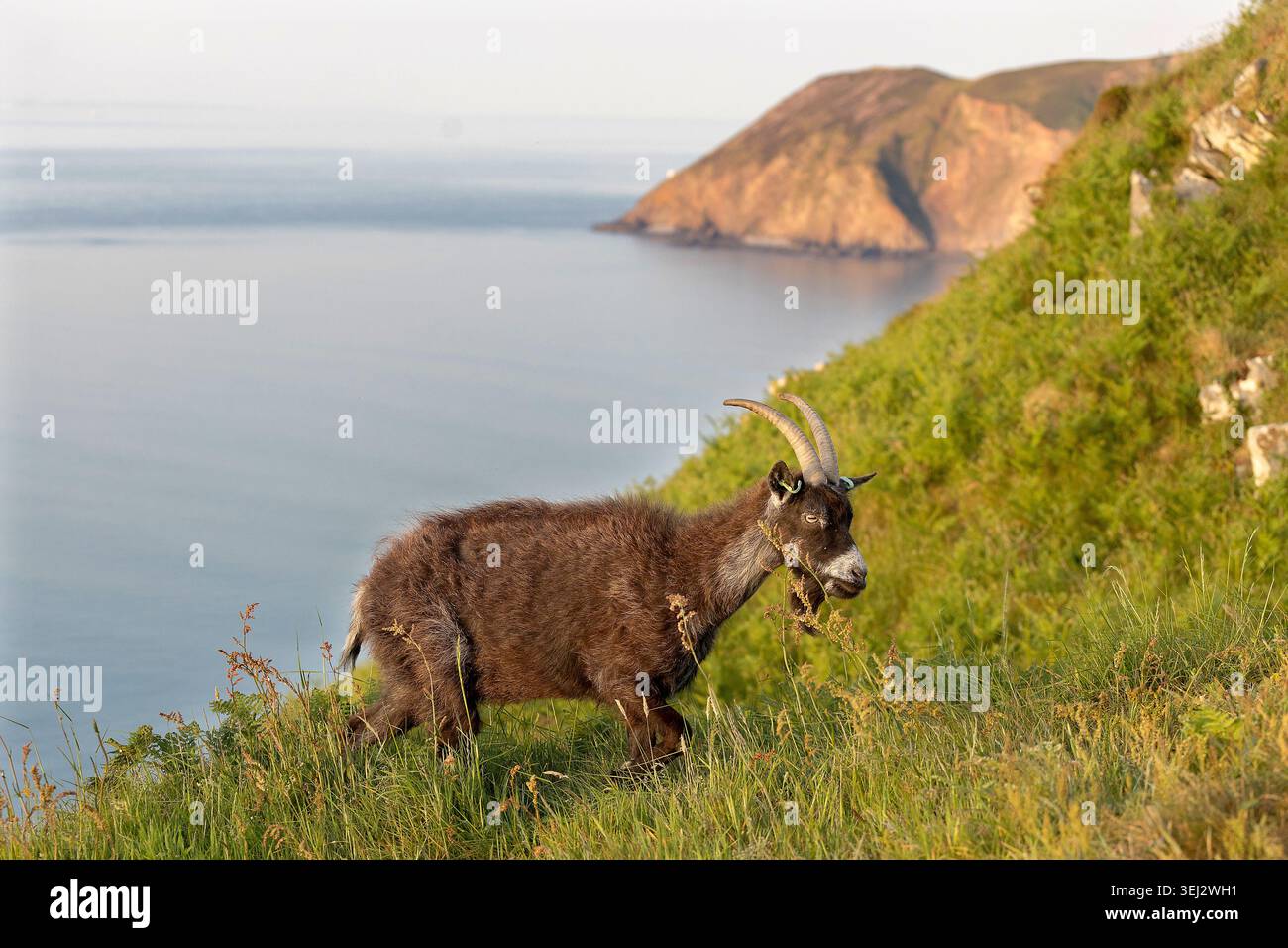 Eine wilde Ziege im Valley of Rocks in Lynton, Devon Stockfoto