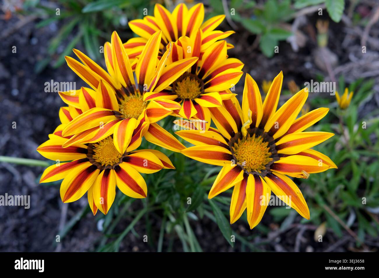 Rot-gelb gestreifte Gazania Blume Stockfoto
