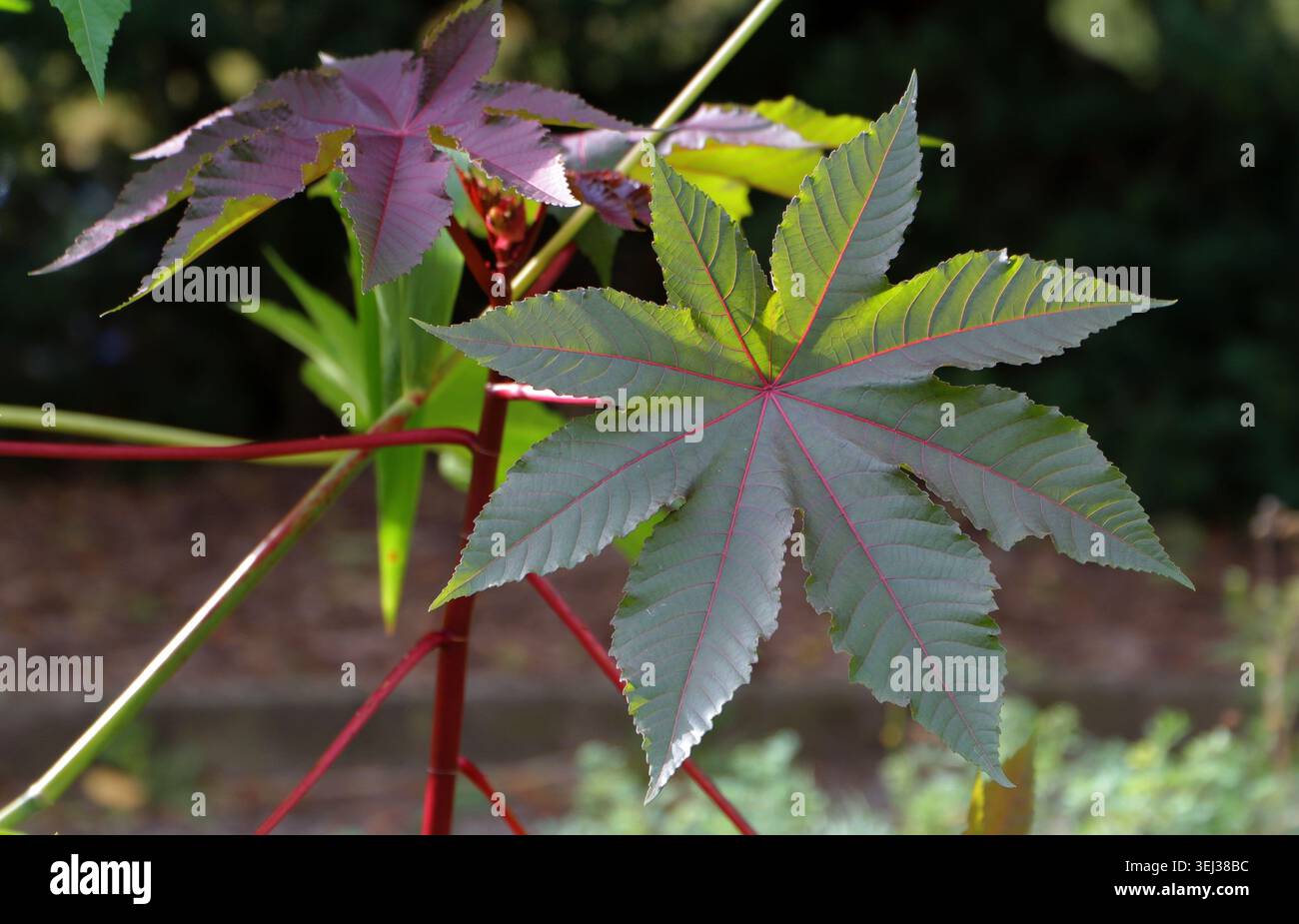 Ricinus communis Rizinusölpflanze aus nächster Nähe mit sternförmigen Palmatblättern und roten Stielen. Stockfoto