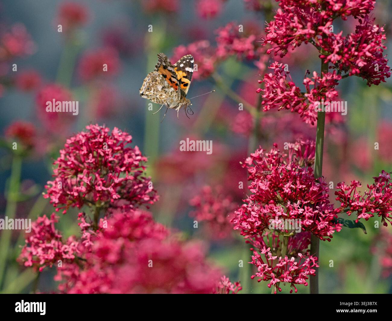 Gemalte Dame Schmetterling im Flug Fütterung auf roten Baldrian Blumen Juni Sommer in Garten Umgebung Stockfoto