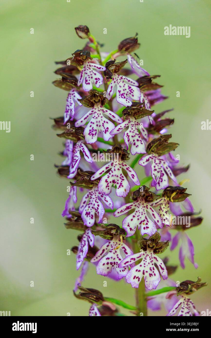 Orchis purpurea, die Lady Orchid in Bloom Stockfoto