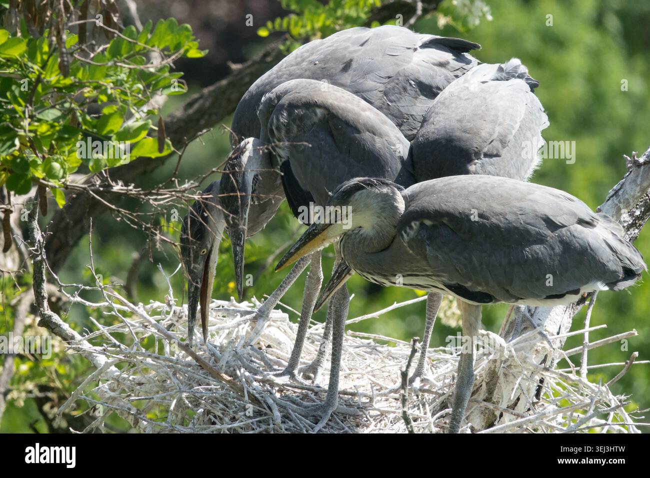 Graureiher Ardea cinerea in einem Nest auf Ästen Stockfoto