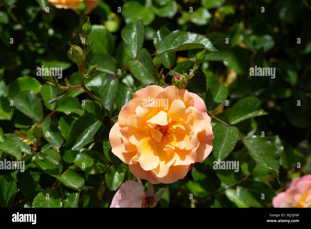 Wunderschöne Aprikose Pfirsichstrauch Rosenblüten blühen mit Knospen im sonnigen Garten Stockfoto
