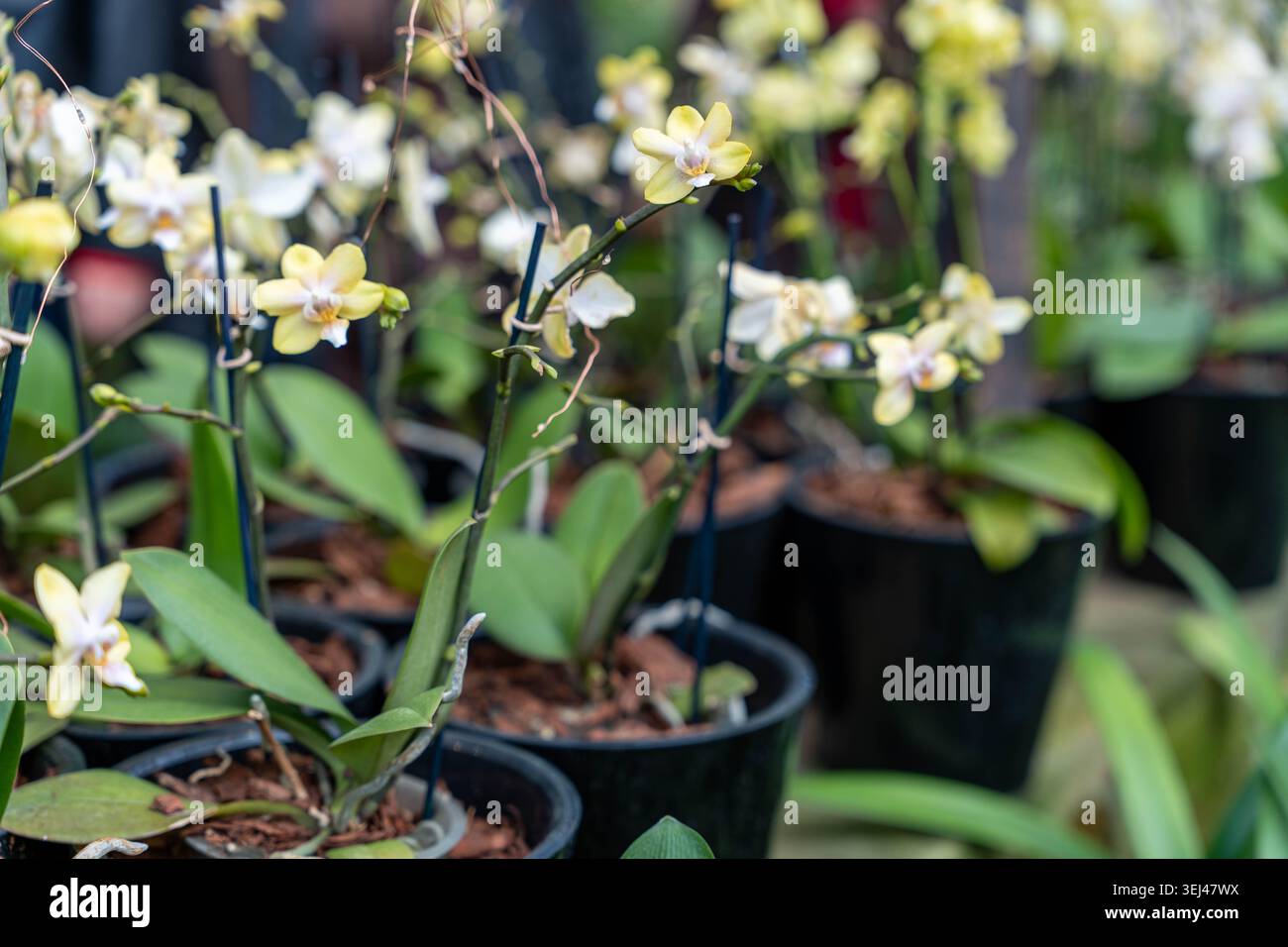 Gegossene Orchideen Auf Der Kinderbank, Reihen Kleiner Töpfe Mit Etiketten Und Feuchttopfmischung, Blassgelbe Blüten Und Glänzende Blätter Stockfoto