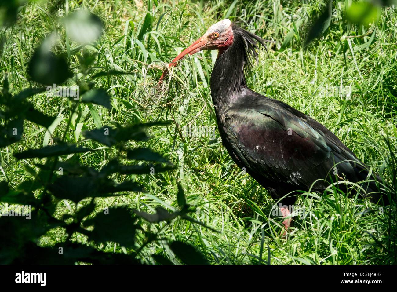 Nördliche kahle Ibis Geronticus eremita mit Nestmaterial im Schnabel Stockfoto