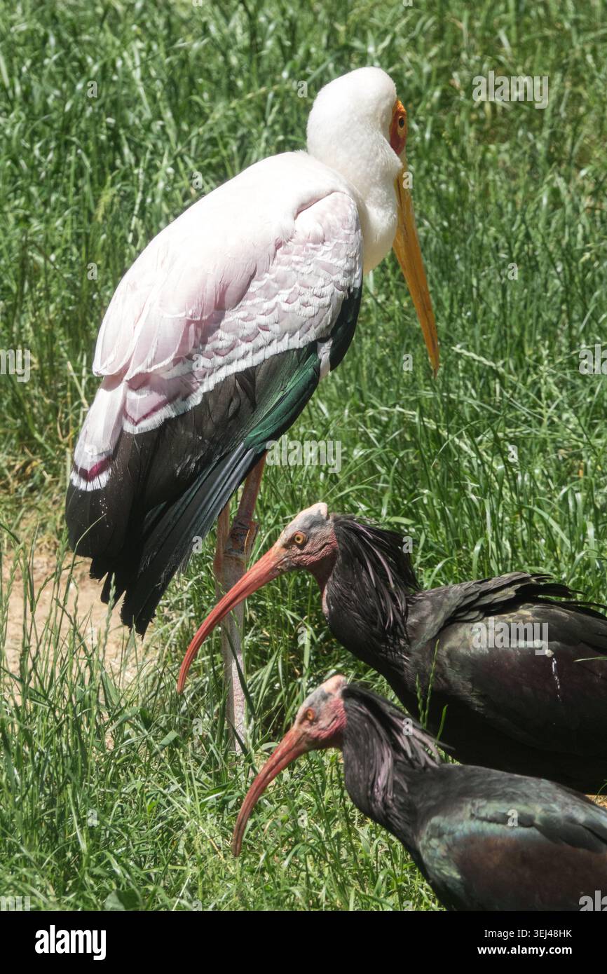 Gelbschnabelstorch Mycteria ibis und zwei Nördliche kahle Ibises Geronticus eremita auf grünem Gras Stockfoto