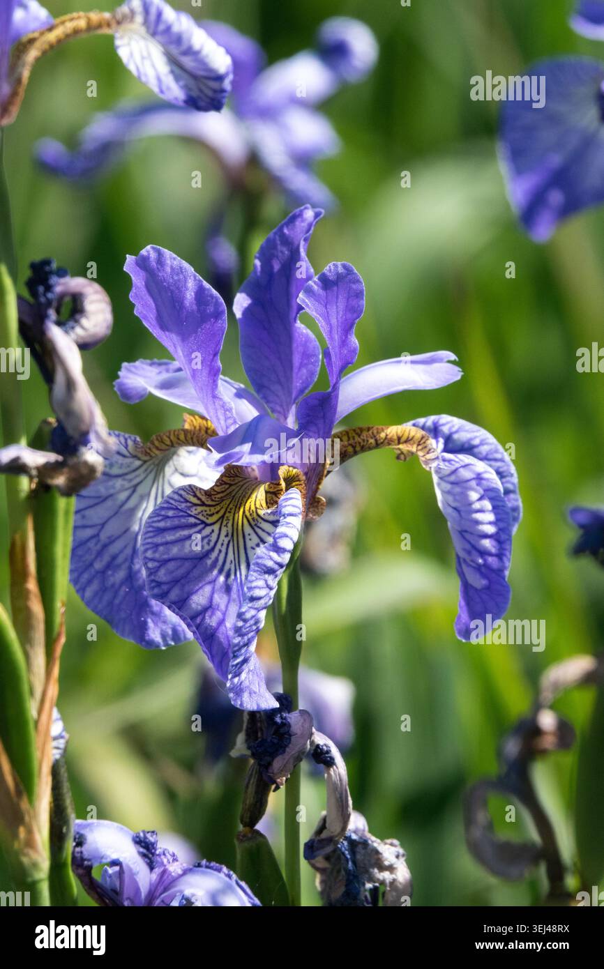 Iris sibirica „Flug der Schmetterlinge“ Stockfoto
