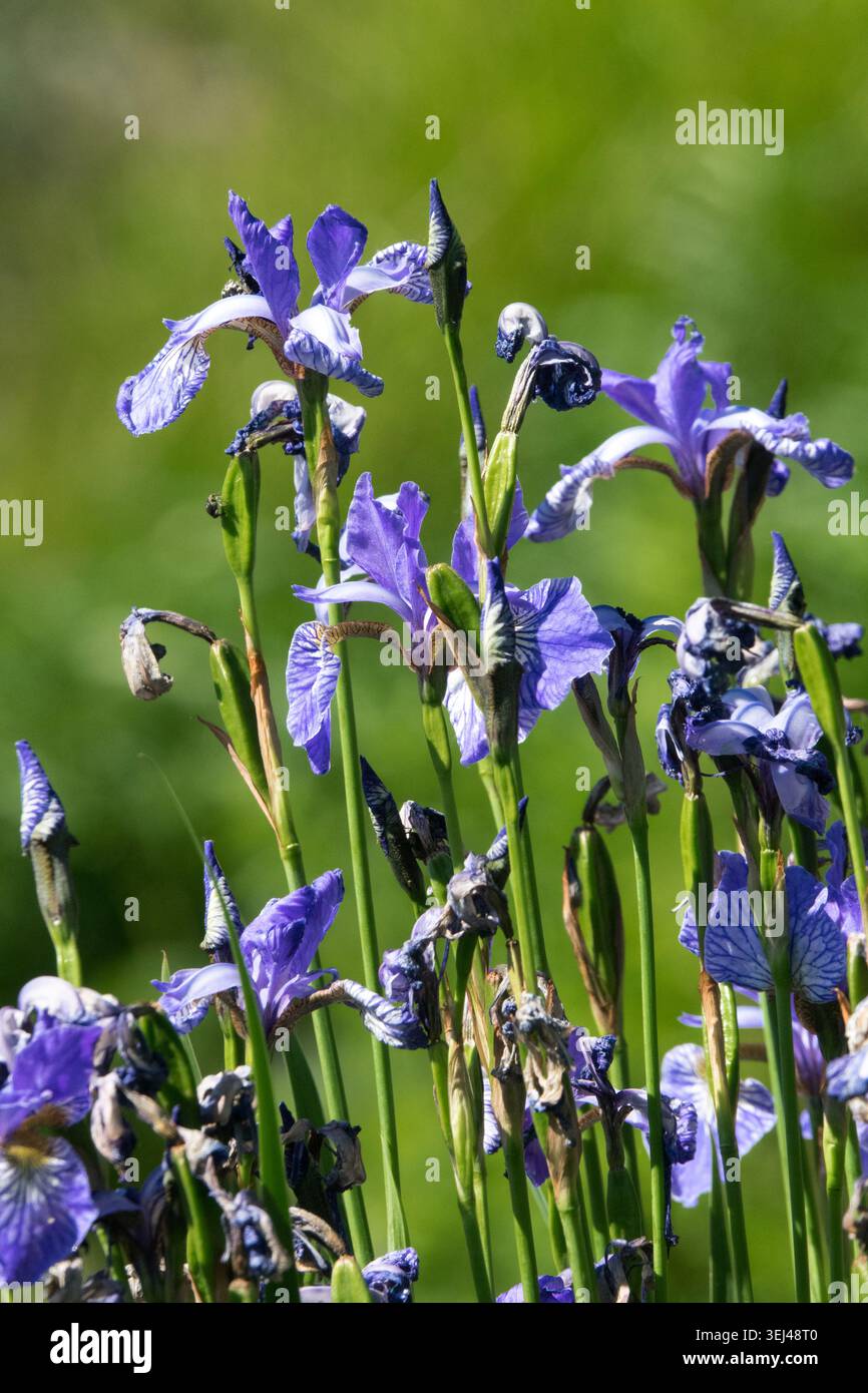 Iris sibirica „Flug der Schmetterlinge“ Stockfoto