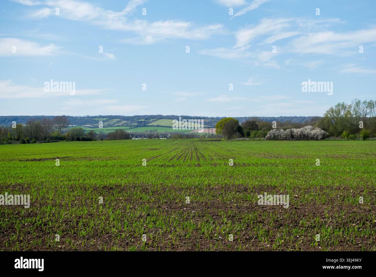 Neue Triebe einer frischen Ernte beginnen in einem Bauernfeld in Kent, UK, in Richtung der North Downs-Hügel zu erscheinen Stockfoto
