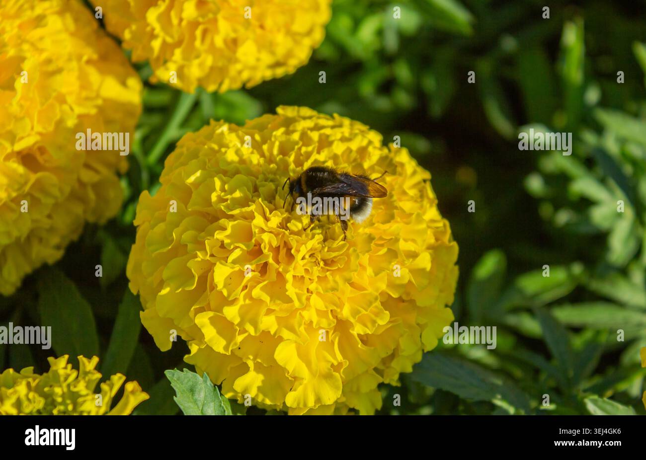 Nahaufnahme einer Hummel, die Pollen auf einer hellgelben Ringelblume in einem Sommergarten sammelt. Lebendige Naturfotografie mit blühendem Tagete Stockfoto