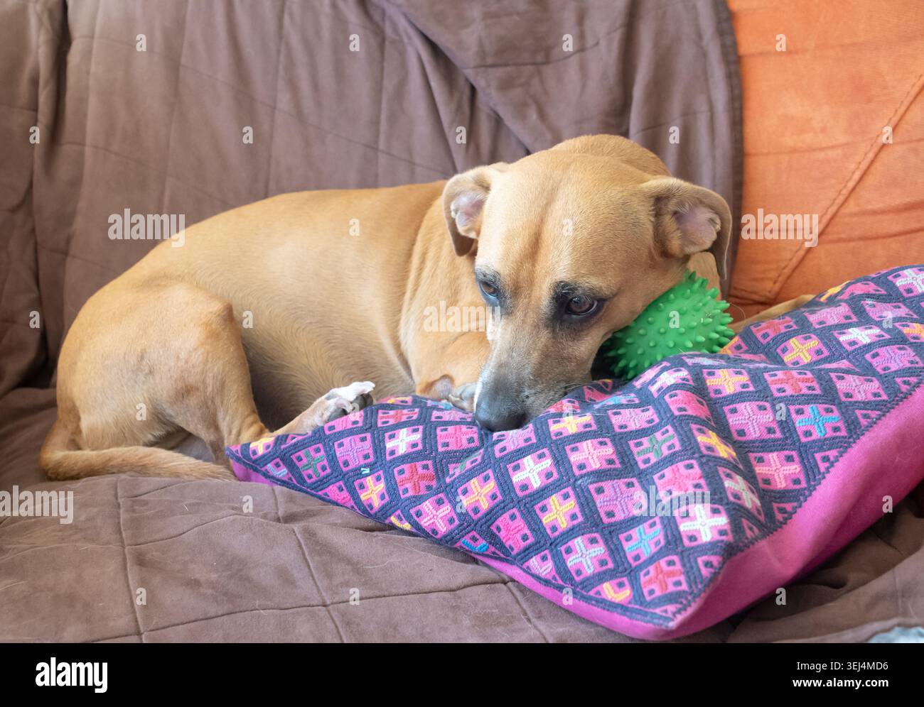 Adoptierter brauner Hund, der bequem auf einer gemütlichen Couch neben einem Kissen liegt und gleichzeitig einen Spielzeugball sanft schützt. Herzerwärmende Haustierszene, die Werbung repräsentiert Stockfoto