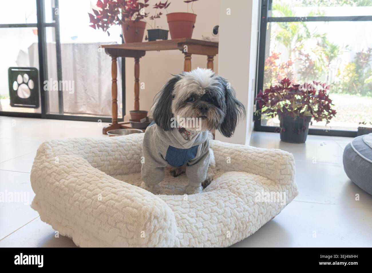 Das niedliche Shih-Tzu sitzt bequem auf dem Bett und trägt eine stylische Jeansjacke. Gemütliches Haustier-Porträt, das Mode, Persönlichkeit und Kompan einfängt Stockfoto