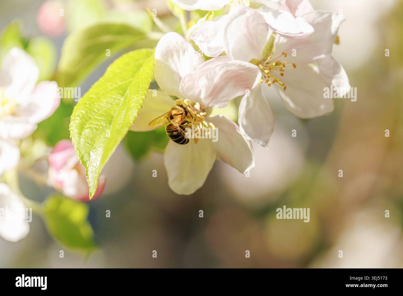 Honigbiene bestäubt Apfelblüte Soft Light Macro Stockfoto
