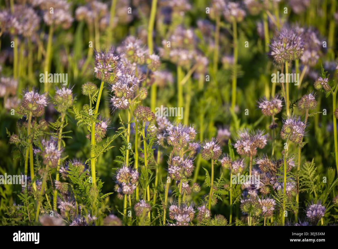 Violette phacelia Blüten (Phacelia tanacetifolia) blühen auf einer Sommerwiese, selektiver Fokus, natürliches Licht, landwirtschaftliche Blüte decken die Ernte ab. Stockfoto