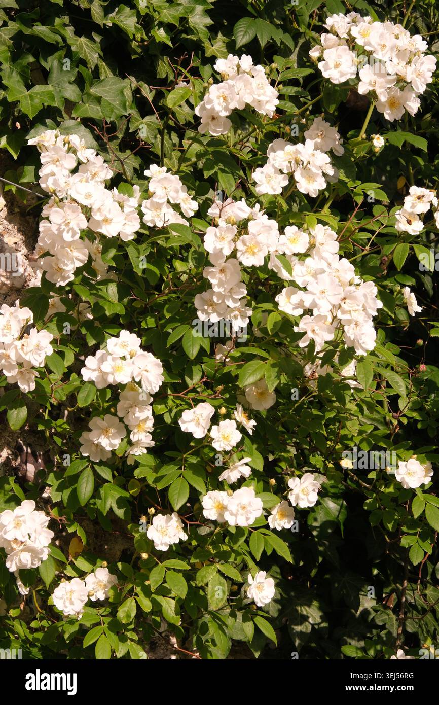 Blumen der weißen, weiträumigen Rose, Kipling Gardens, Rottingdean, England Großbritannien Stockfoto