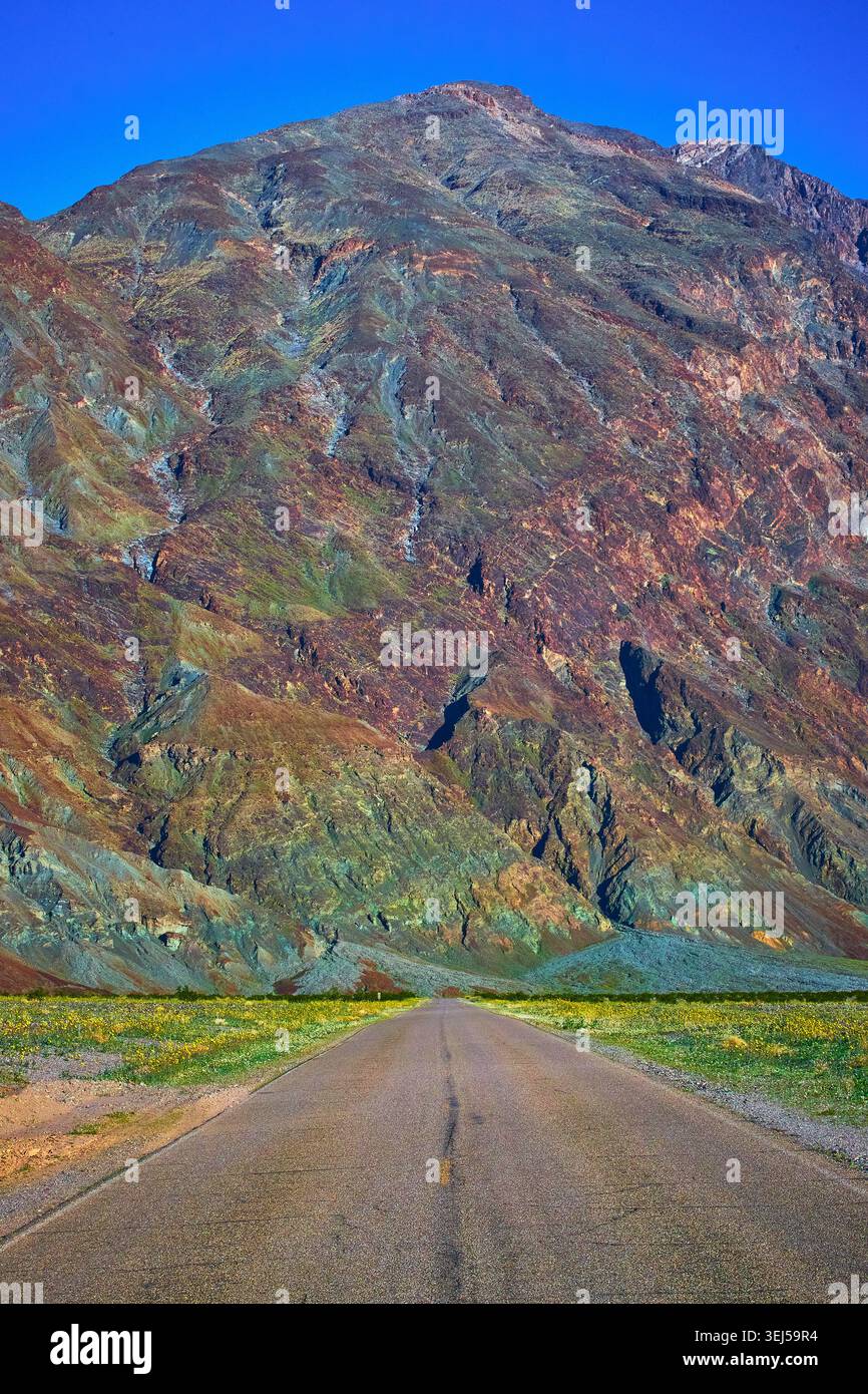Desert Road führt zum zerklüfteten Berg mit Wildflower Super Bloom California Stockfoto
