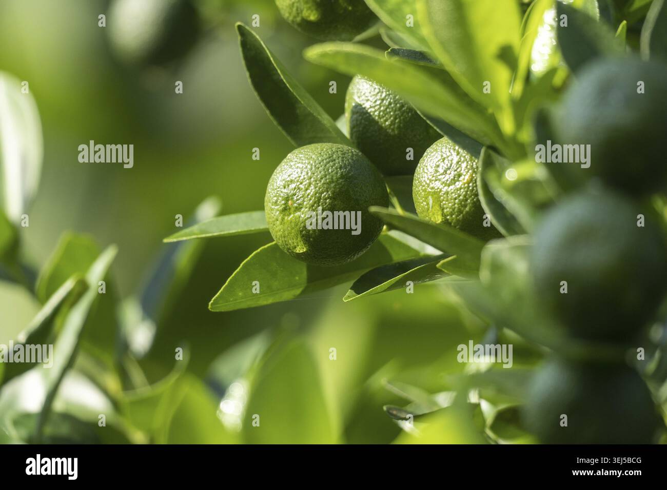 Grüne Sauerorange (Citrus aurantium) auf einem Zitrusbaum mit hellgrünen Blättern Stockfoto