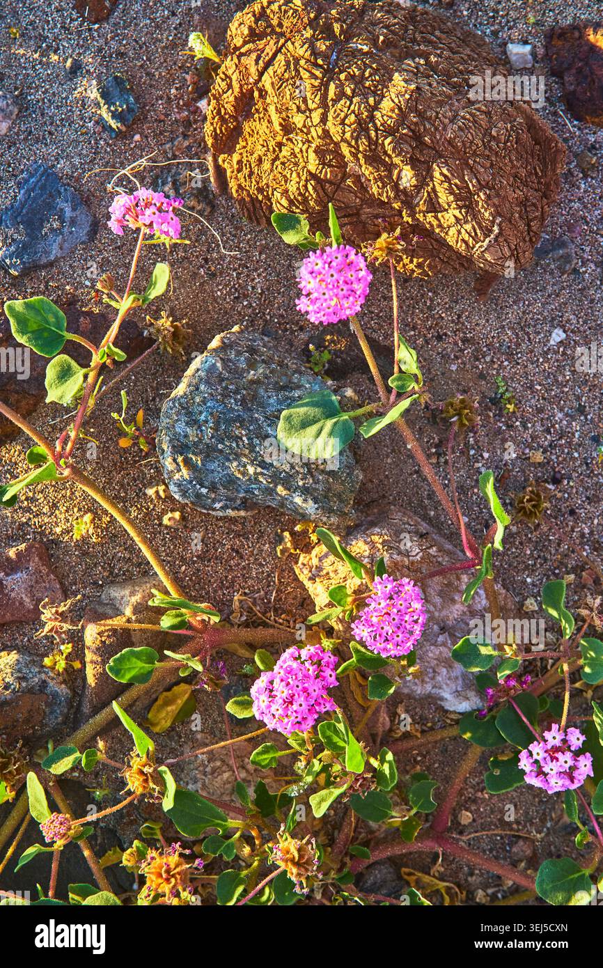 Wildblumen der kalifornischen Wüste blühen unter den Felsen bei Sonnenuntergang im Death Valley Stockfoto