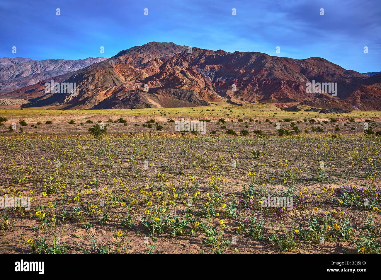Wüstenwildblumen und zerklüftete Berge während der Super Bloom im Death Valley Kalifornien Stockfoto