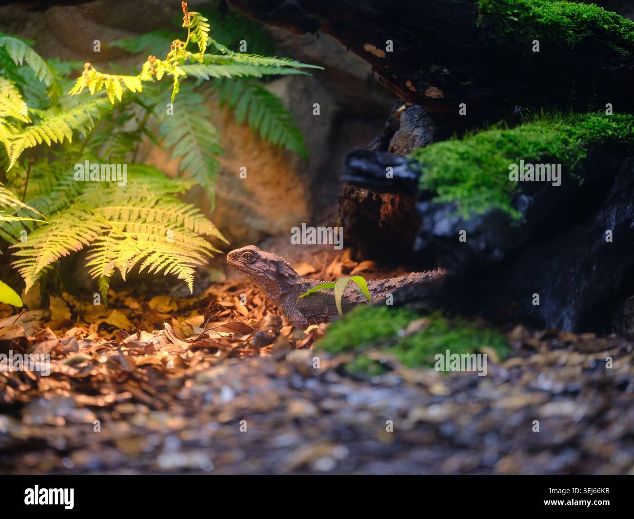 Wunderbare, sensationelle Tuatara, die sich im natürlichen Hintergrund sonnt. Stockfoto