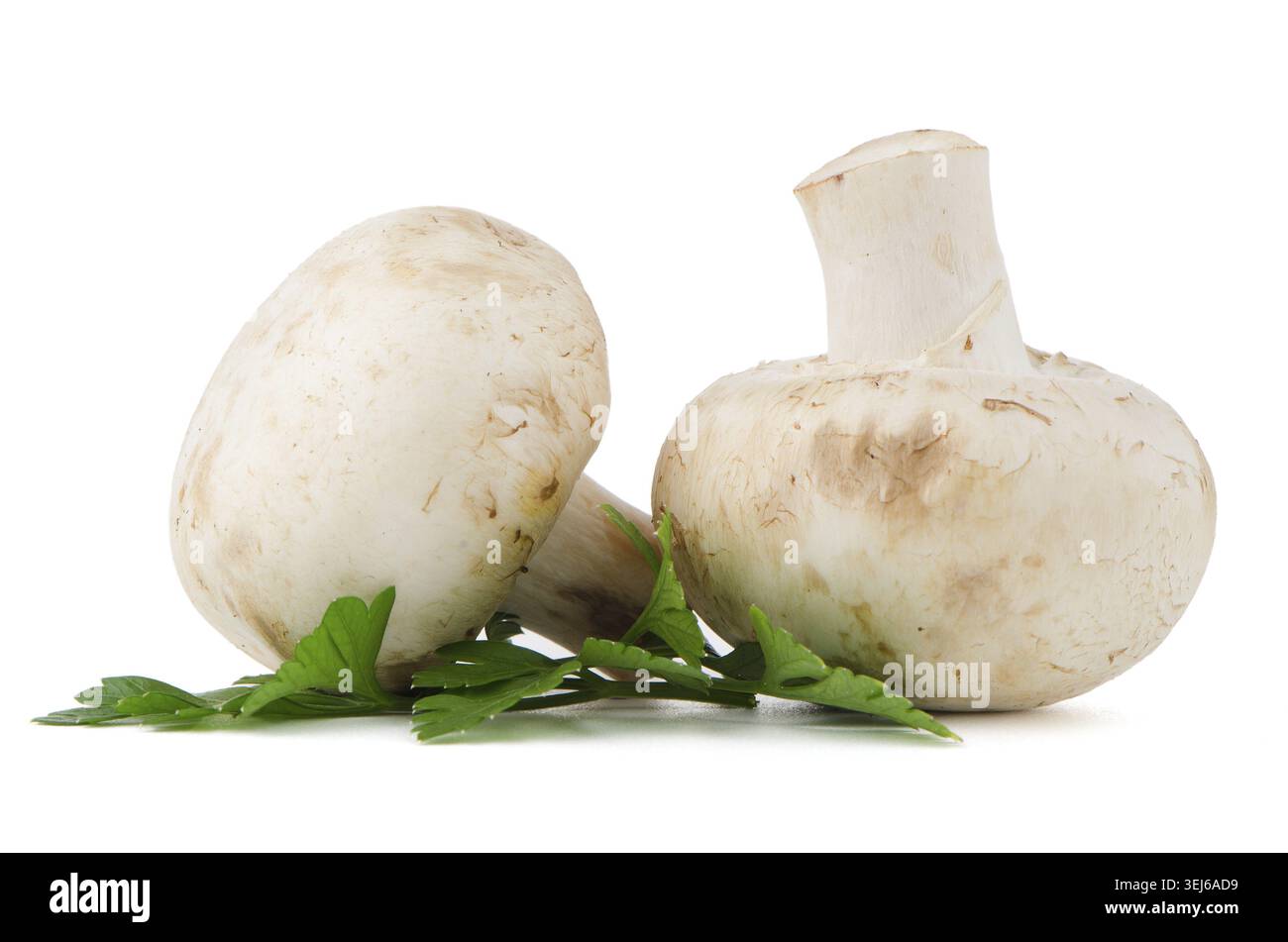 Champignon-Pilze und Petersilie isoliert auf weißem Hintergrund Stockfoto