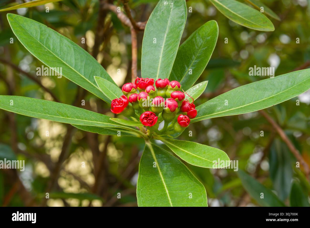 Leuchtend rote Beeren bilden sich zwischen glänzend grünen Blättern. Laub umrahmt die helle, blühende Fruchtgruppe. Natürliches Licht unterstreicht die Lebendigkeit der Pflanze Stockfoto