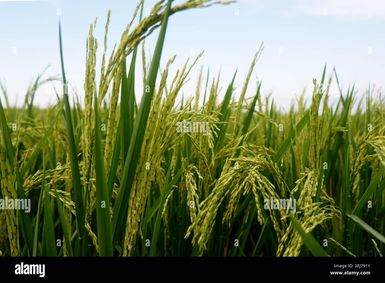 Reispflanzen mit reifenden Körnern, die in der Landwirtschaft wachsen Stockfoto