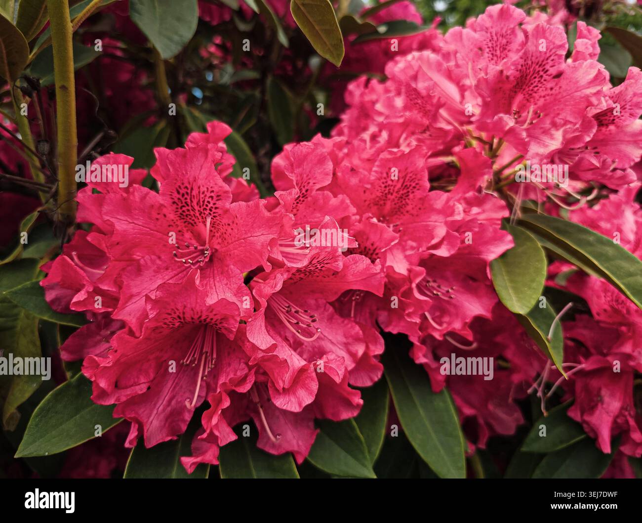 Die purpurroten Rüschen eines pulsierenden rosa Frühlings-Rhododendron-Clusters Stockfoto