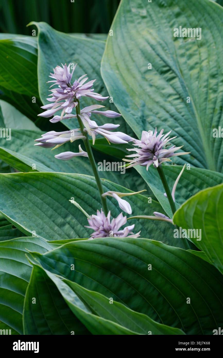 Hosta Empress Wu, Bananenlilie Empress Wu, blass-malvenfarbene Blüten, grün-graue ovale Blätter mit tiefen Adern Stockfoto
