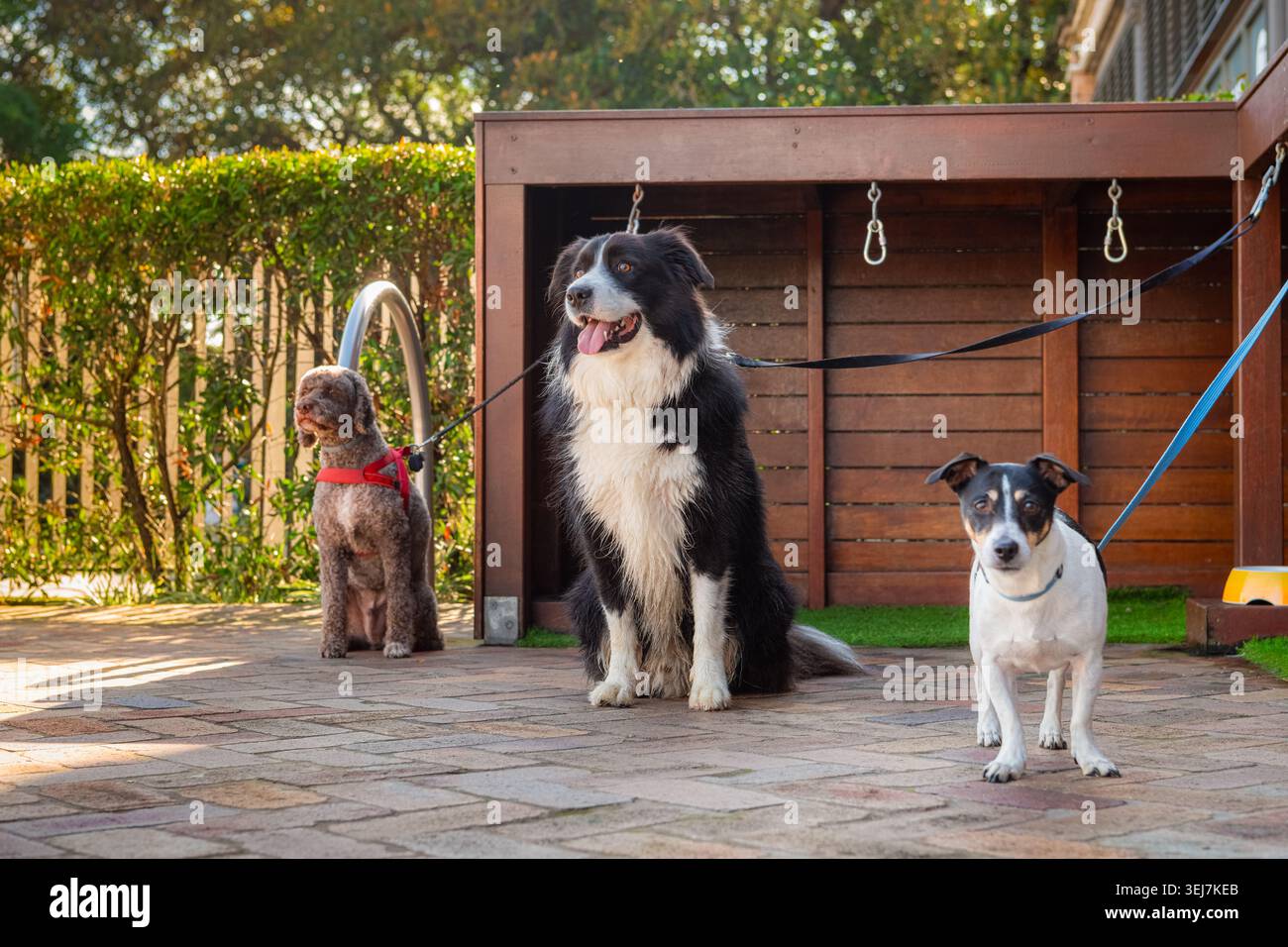 Drei Haustiere sitzen an der Leine neben einer Dockingstation im Freien in einem sonnigen, haustierfreundlichen Innenhof. Städtisches Haustierpflegekonzept mit unterschiedlichem Hund Stockfoto