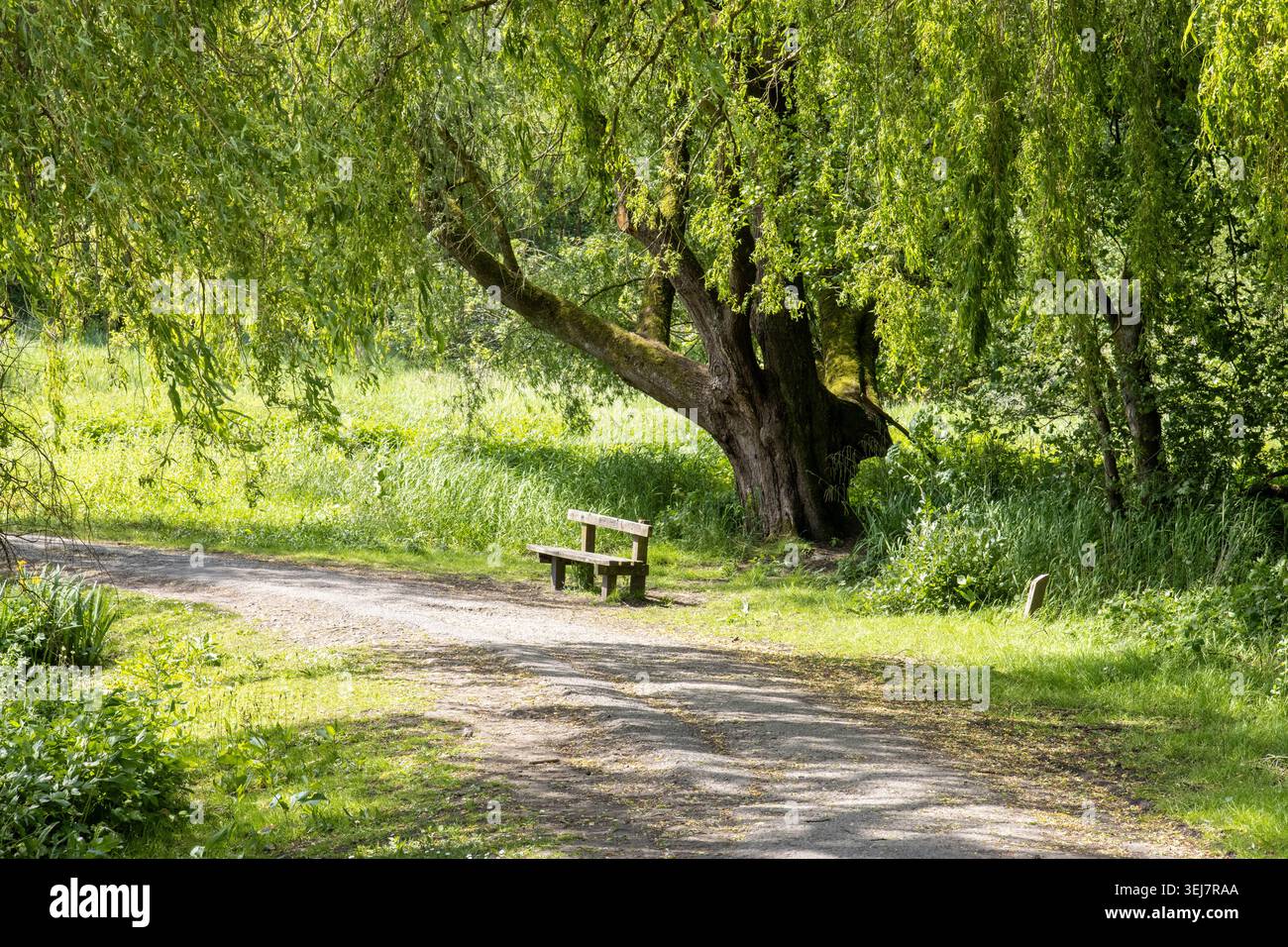 Moses Gate Country Park, Frühling Stockfoto