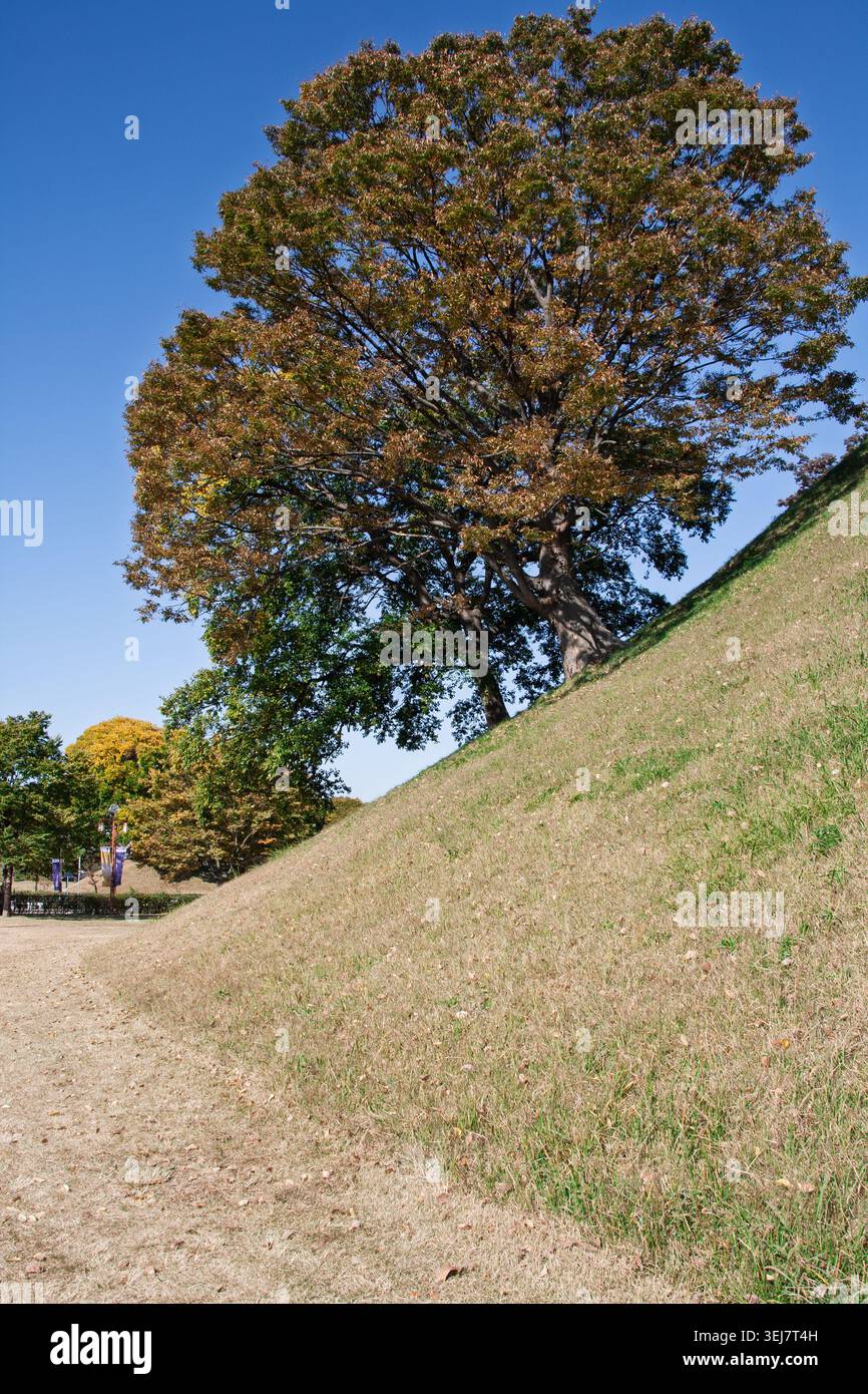 Alte königliche Grabhügel von Silla und Bäume Gyeongju Stockfoto