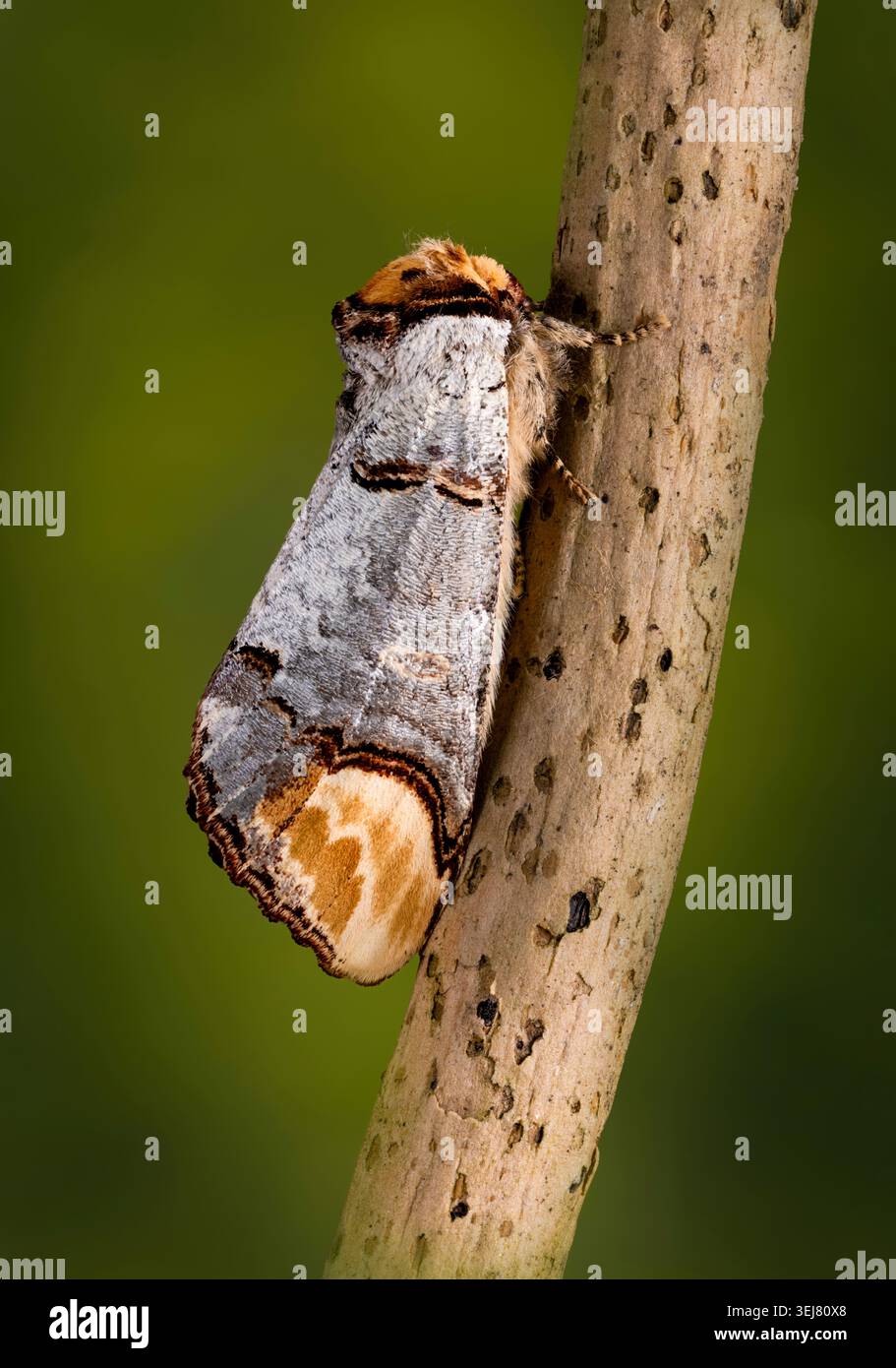 Eine Buff Tip Moth (Phalera bucephala), ruht auf einem kleinen Ast. Die Markierungen deuten auf einen gebrochenen Zweig hin, der bei der Tarnung hilft Stockfoto