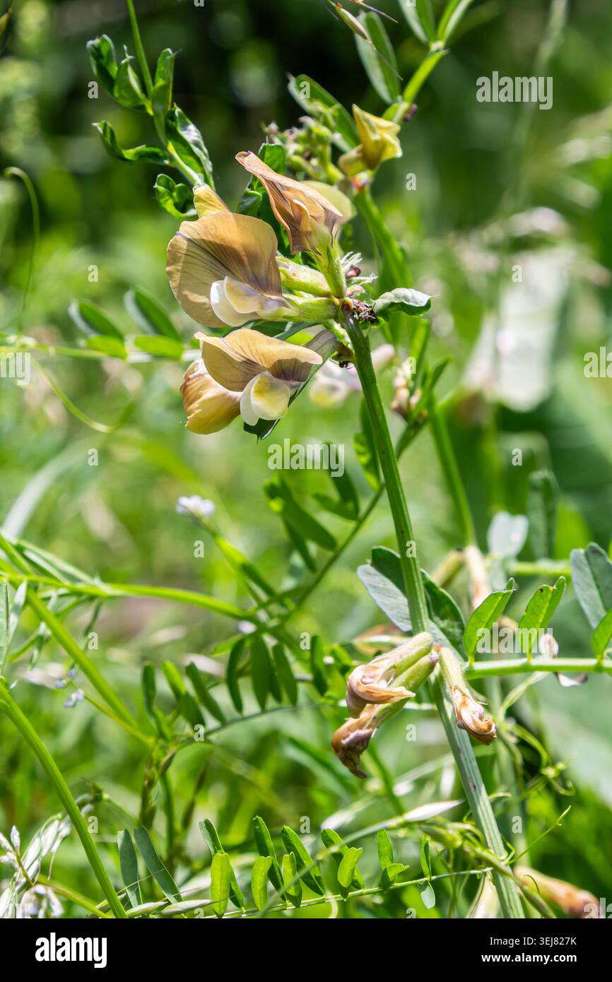 Die feinblättrige Wicke zeigt blassgelbe Blüten inmitten von leuchtend grünen Blättern auf einer blühenden Wiese, die die Schönheit des Frühlings unterstreicht. Stockfoto