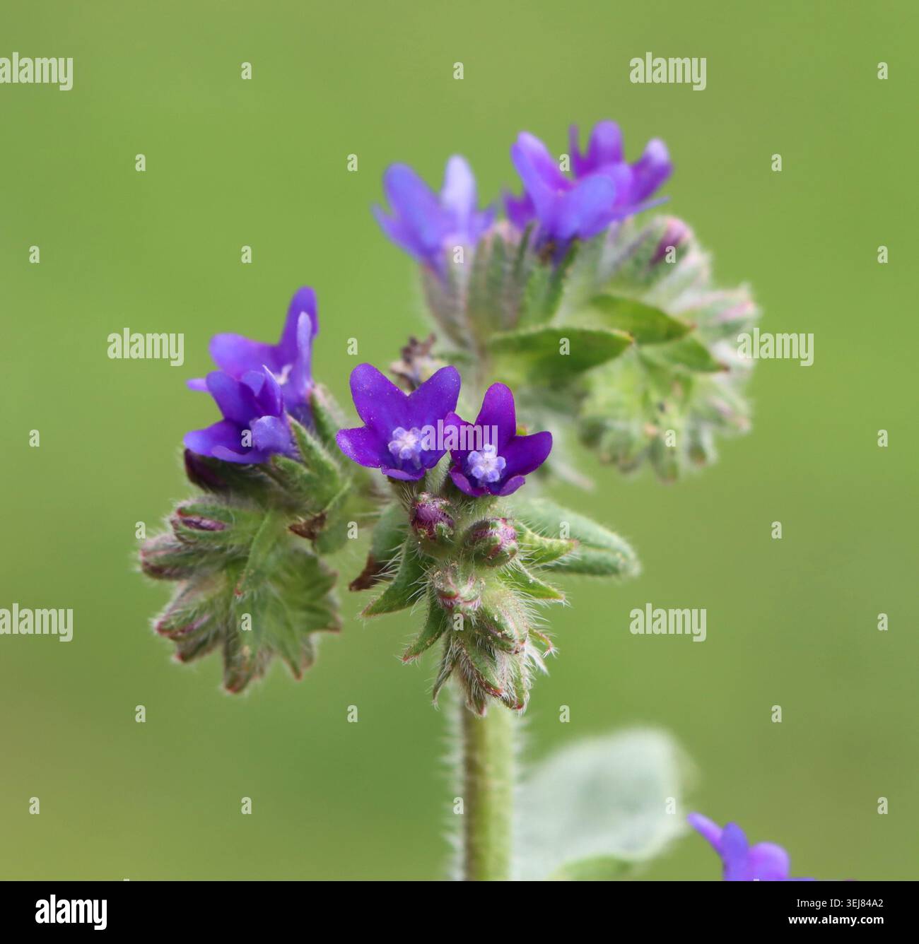 Schöne Heilpflanze Anchusa officinalis (gemeiner Bugloss) Stockfoto