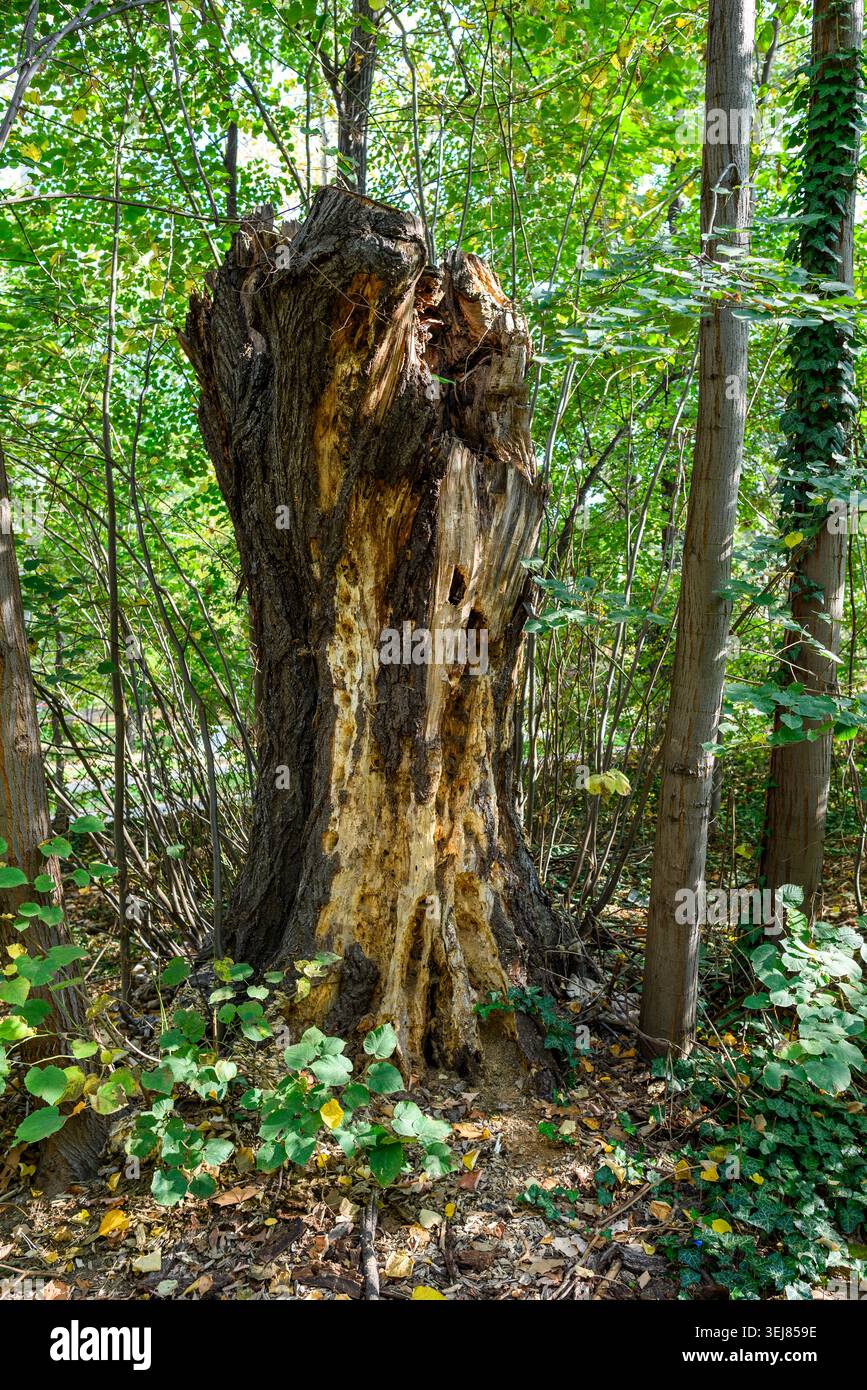 Alter hohler Baumstumpf, der in einem grünen Wald steht, mit rauer Rinde, verfallenem Holz und Laubpflanzen um ihn herum in weichem natürlichem Licht. Stockfoto