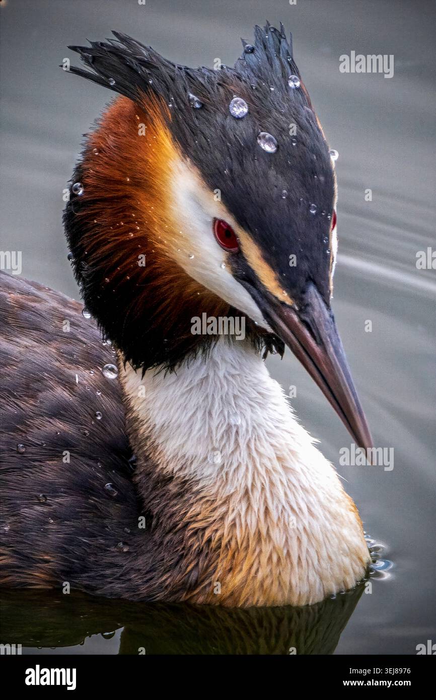 Der große Haubenvogel gehört zur Wasservogelfamilie. Wassertropfen auf dem Vogel beweisen das Sprichwort „Wasser von einer Ente zurück“. Stockfoto