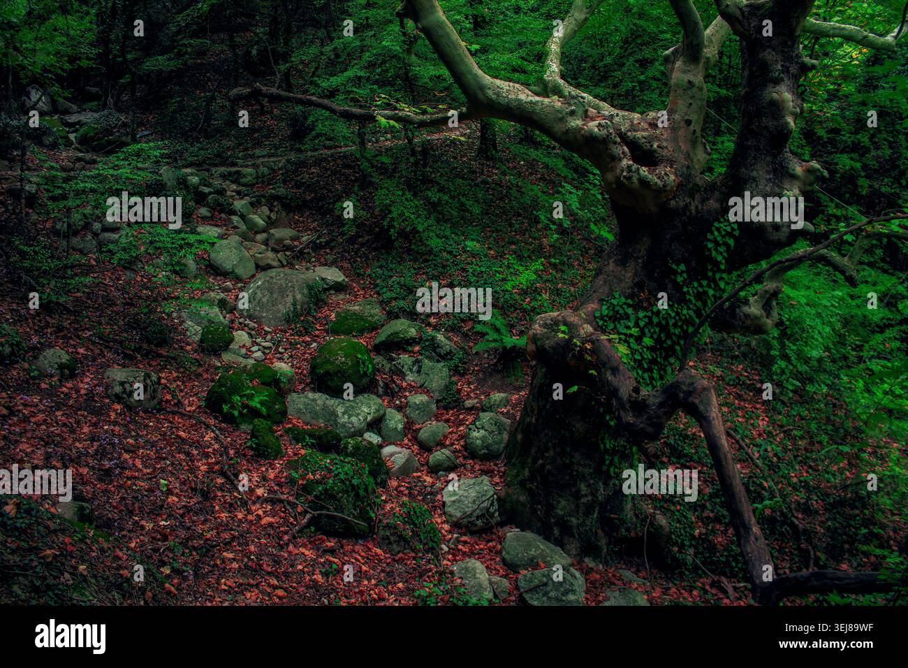 Geschwungene Baumwälder Landschaft schiefes Gruselland Land Umgebung Raum Stockfoto