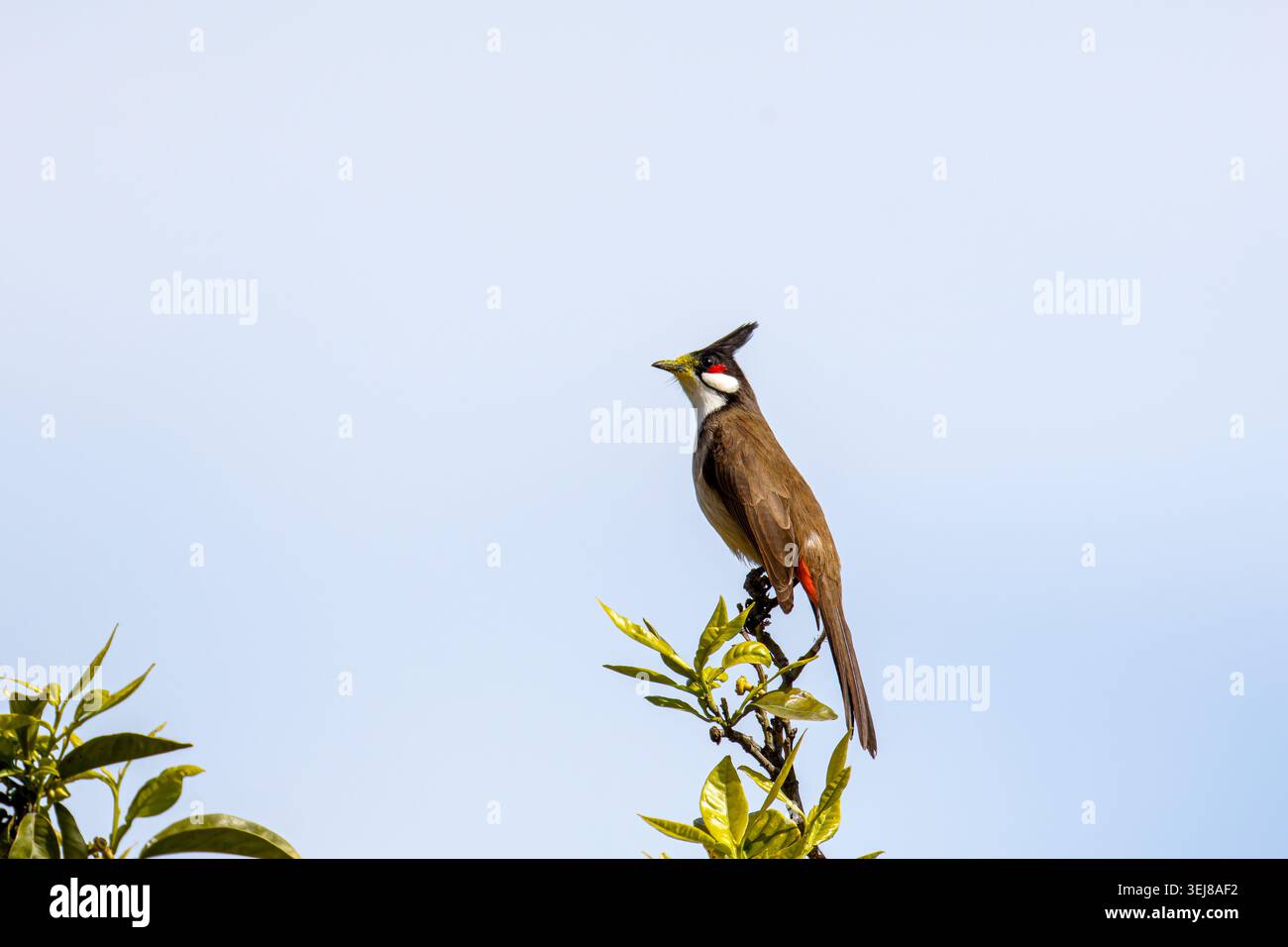 Roter Bulbul auf grünem Ast vor klarem blauem Himmel, minimale Wildtierszene mit Kopierraum, Natur im Freien und Vogelbeobachtungskonzept. Stockfoto