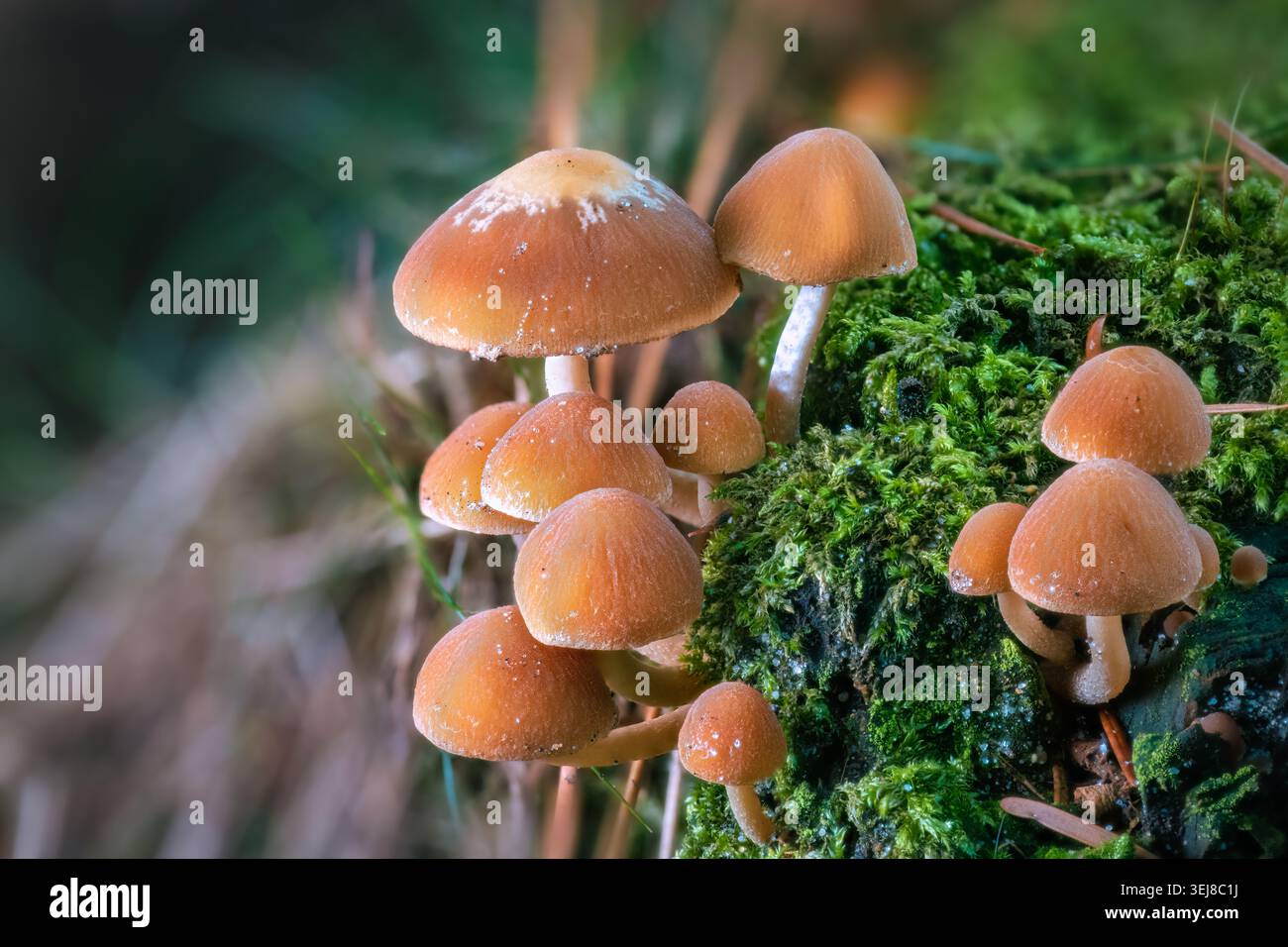 Nahaufnahme einer Gruppe kleiner brauner, schuppiger Pilze, die auf lebhaftem grünem Moos in einem Wald mit sanftem Sonnenlicht wachsen. Stockfoto