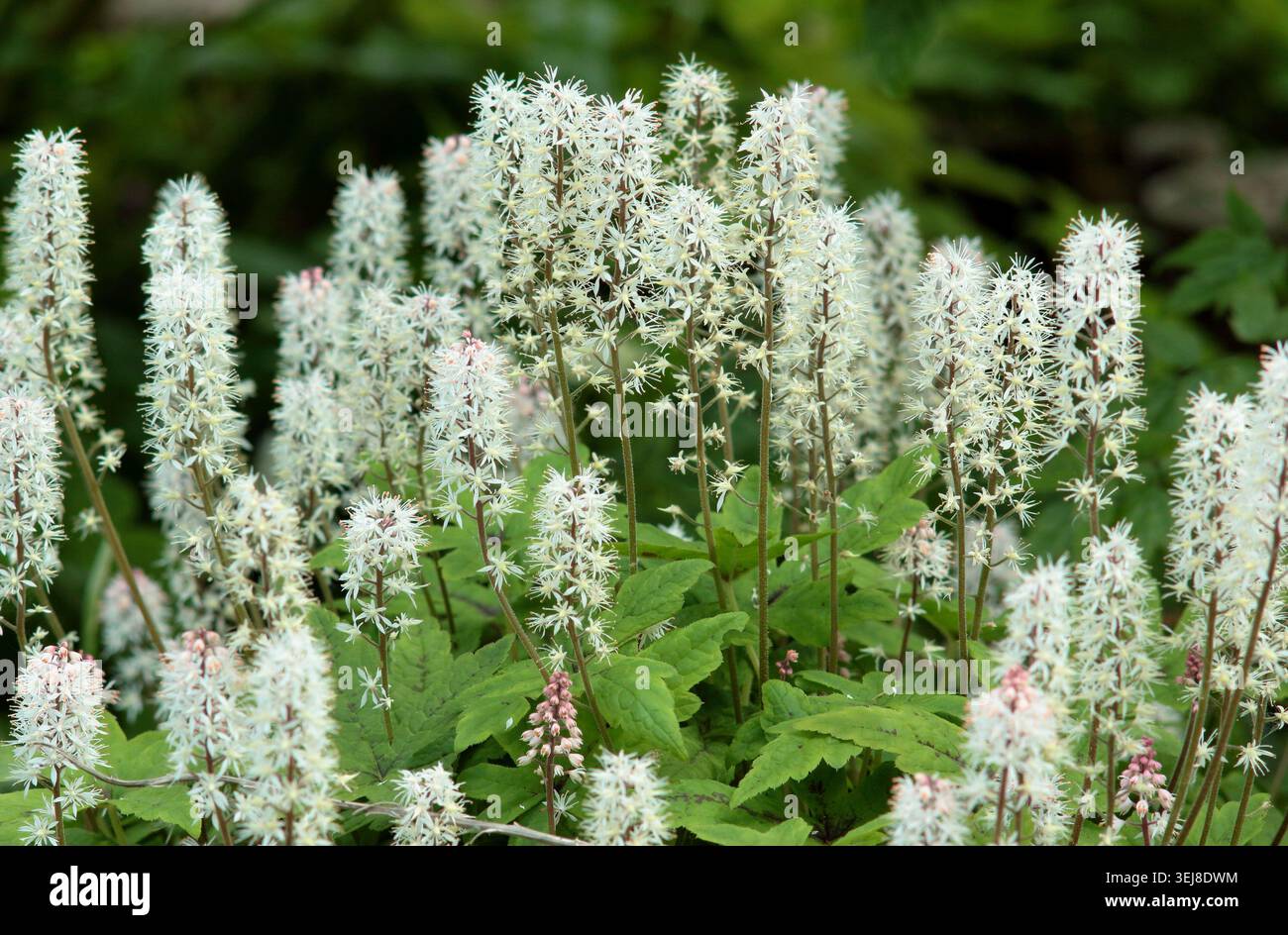 Tiarella „Spring Symphony“-Schaumblume, krautige, mehrjährige Bodenbedeckpflanze mit rosa weißen Blütenstacheln im späten Frühlingsrand. UK. Mai Stockfoto