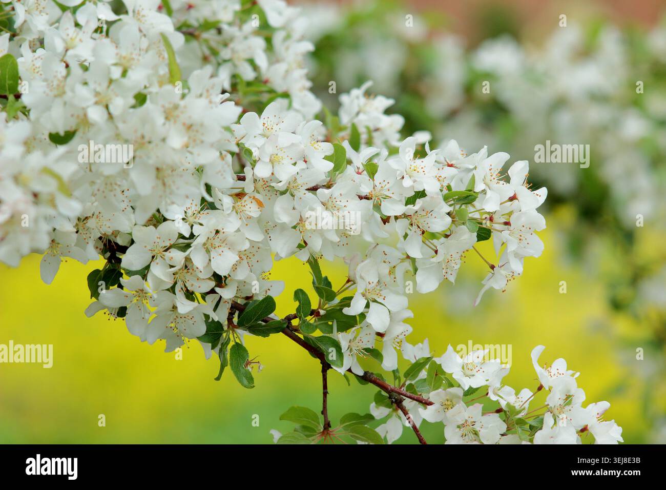 Krabbenapfelblüte. Apfelbaum der Malus-Toringo-Krabbe in der Blüte im Frühling. Malus sieboldii, Apfelbaum der Europäischen Krabbe. UK Stockfoto