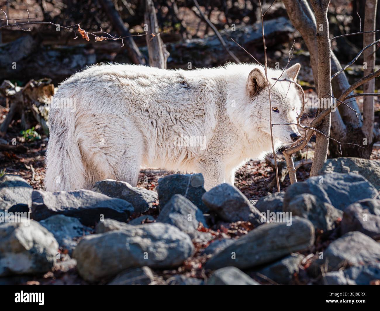 Ein weißer Wolf steht wachsam zwischen Felsen und Waldgebieten in einer natürlichen Winterumgebung, mit dickem saisonalem Fell und ruhigem Raubtierbewusstsein. Stockfoto