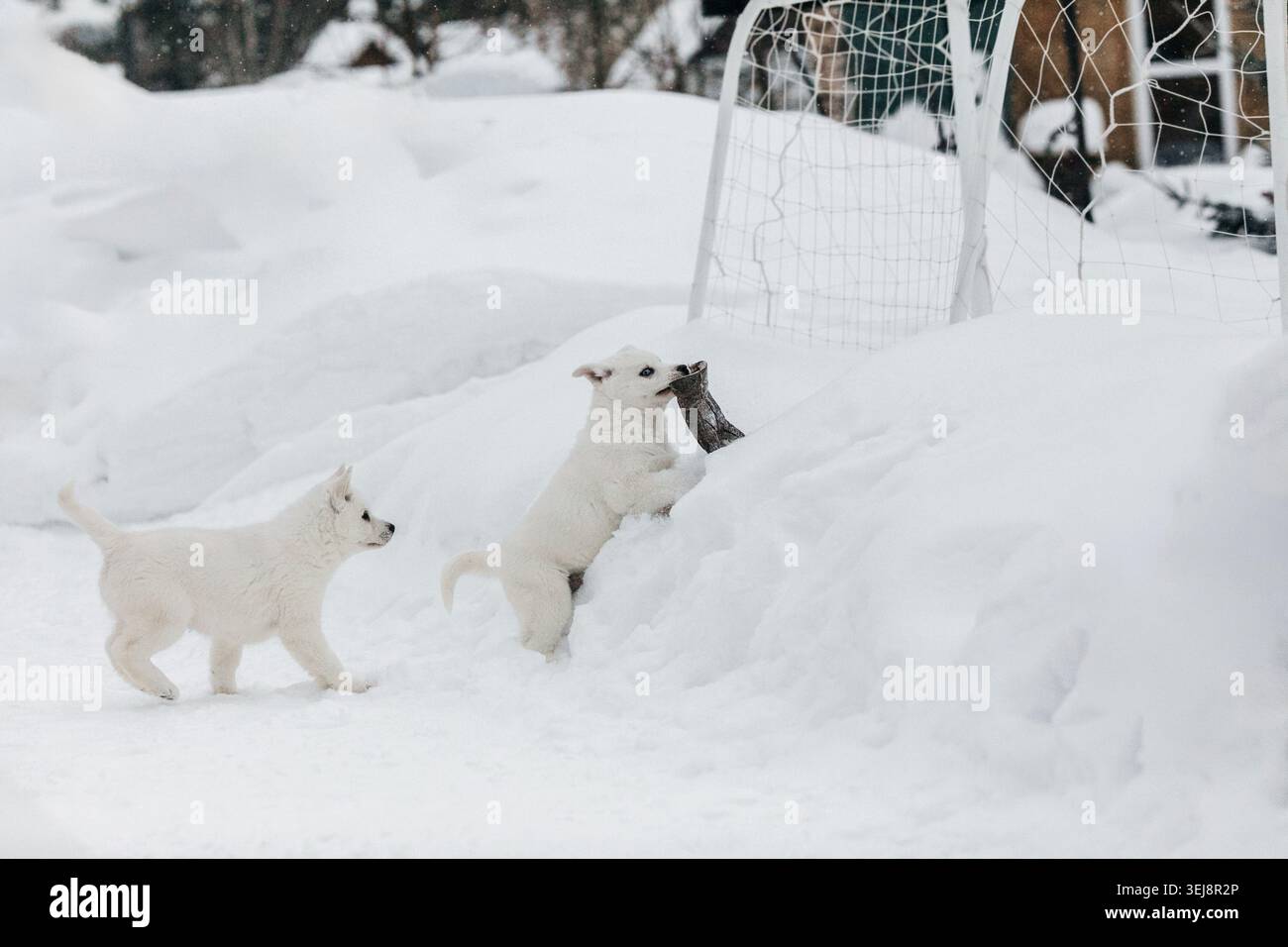 Zwei weiße Welpen spielen im Winter mit Stiefeln im Schnee Stockfoto