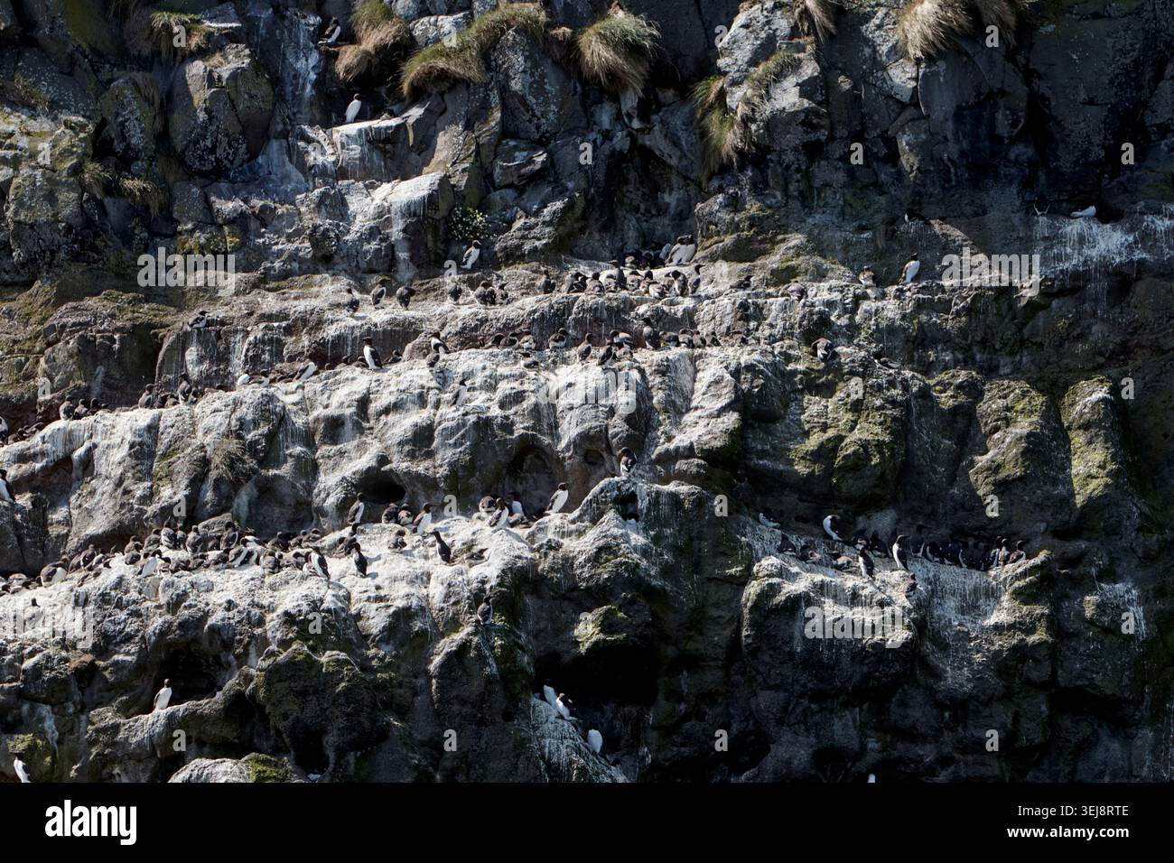 guillemot Kolonie Gobbins Islandmagee County antrim Nordirland Stockfoto
