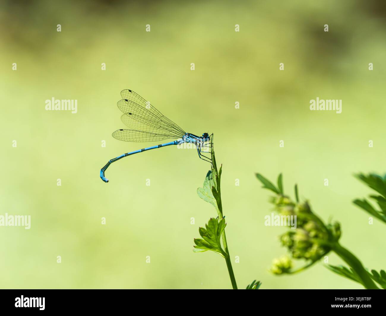 Erwachsener männlicher Coenagrion puella, azurblaue Jungfliege, auf der Vegetation an einem britischen See Stockfoto