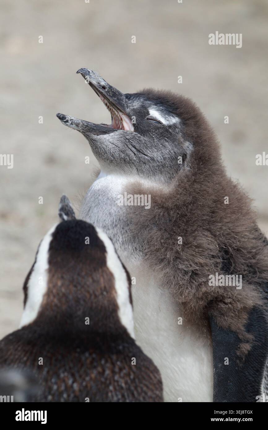 Afrikanische Pinguine (Sphensicus demersus), Erwachsene und Jugendliche, Simon's Town, Kapprovinz, Südafrika Stockfoto
